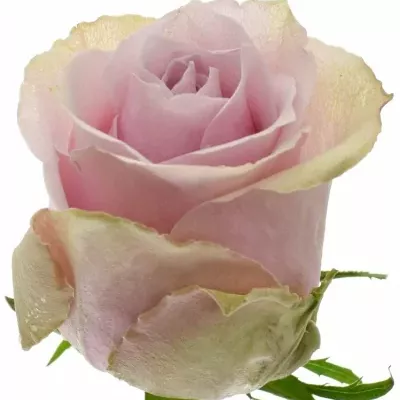Fialová růže BEYOND ZERO 70cm (XXL)