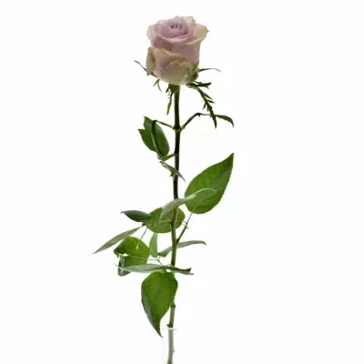 Fialová růže BEYOND ZERO