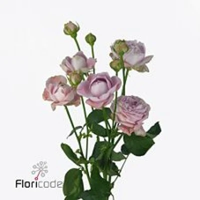 Fialová růže trsová BLOSSOM BUBBLES 60 cm / 1+