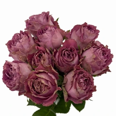 Fialová růže BLUE LAGOON