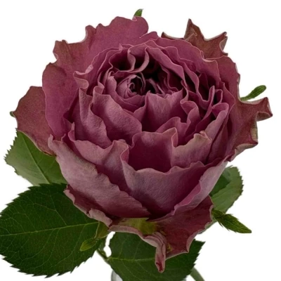 Fialová růže BLUE LAGOON 40 cm (XXL)