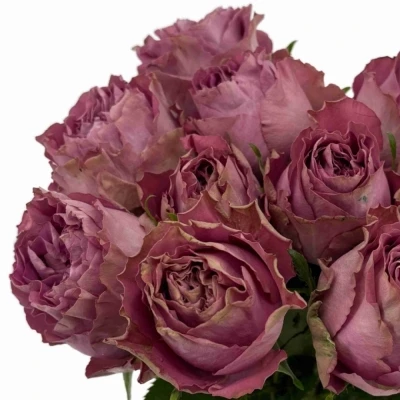 Fialová růže BLUE LAGOON