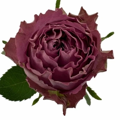 Fialová růže BLUE LAGOON