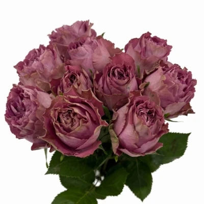 Fialová růže BLUE LAGOON