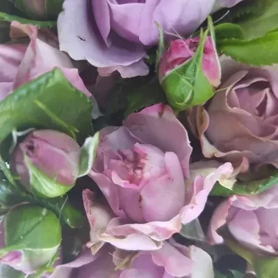 Fialová růže BLUE ORKAN FREELANDER 30cm/1+