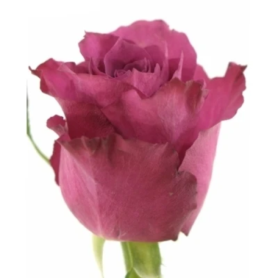 Fialová růže BLUEBERRY 50cm (M)
