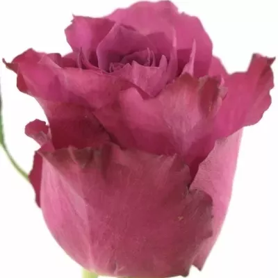 Fialová růže BLUEBERRY 80cm