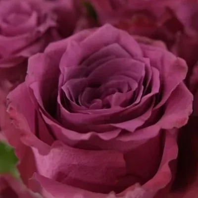 Fialová růže BLUEBERRY