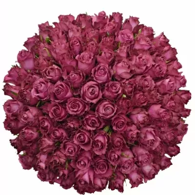 Kytice 100 fialových růží BLUEBERRY