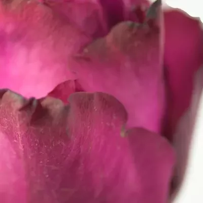 Fialová růže BLUEBERRY