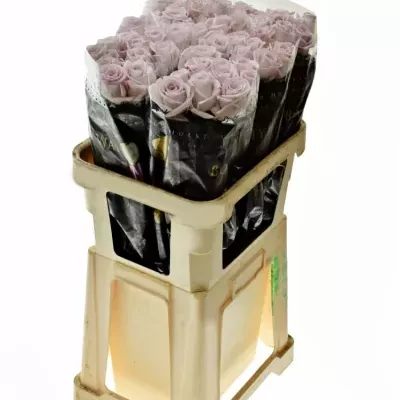 Fialová růže BOUNTY WAY 80cm (XL)