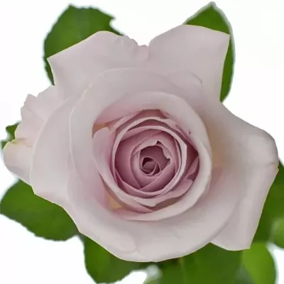 Fialová růže BOUNTY WAY 80cm (XL)
