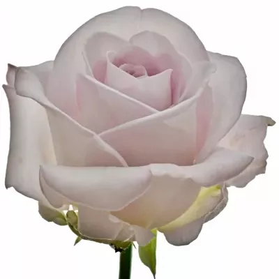 Fialová růže BOUNTY WAY 60cm (XL)
