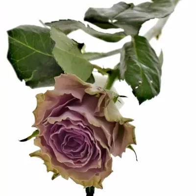 Fialová růže BYZANTINE