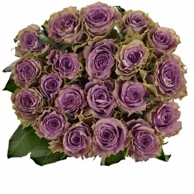 Fialová růže BYZANTINE
