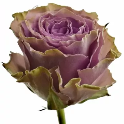 Fialová růže BYZANTINE+ 40cm (XXL)