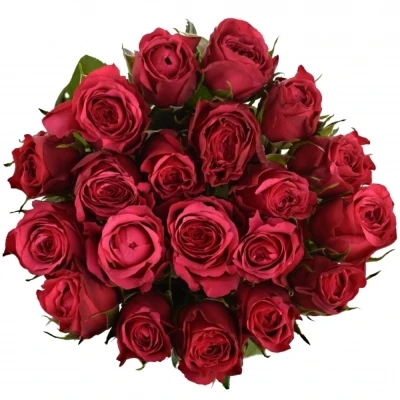 Fialová růže CHERRY O! 70cm