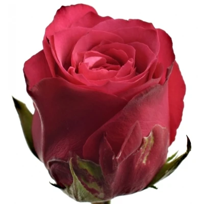 Růžová růže CHERRY O! 50cm (M)