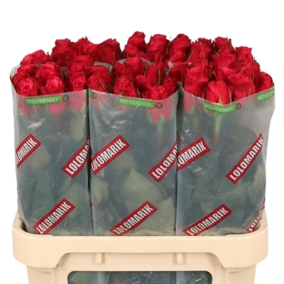 Fialová růže CHERRY O! 70cm