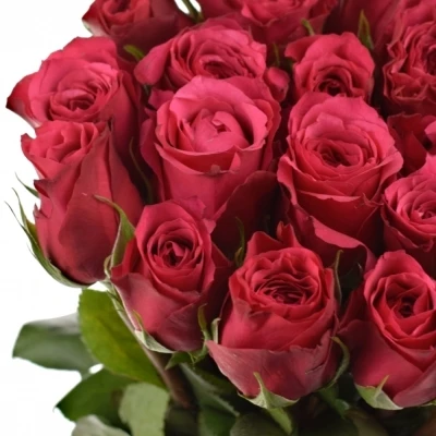 Fialová růže CHERRY O! 70cm