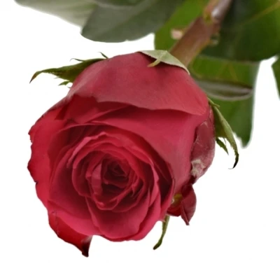 Fialová růže CHERRY O! 70cm