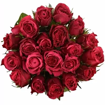 Fialová růže CHERRY O! 70cm