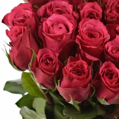 Fialová růže CHERRY O! 70cm