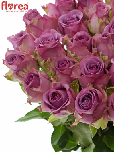 Fialová růže COOL WATER 60cm (L)