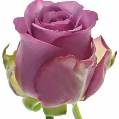 Filalová růže COOL WATER 60cm (S)