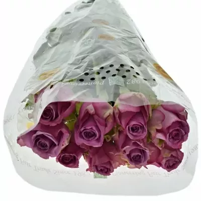 Fialová růže COOL WATER 60cm (L)