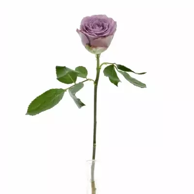 Fialová růže DANCING CLOUDS! 60cm