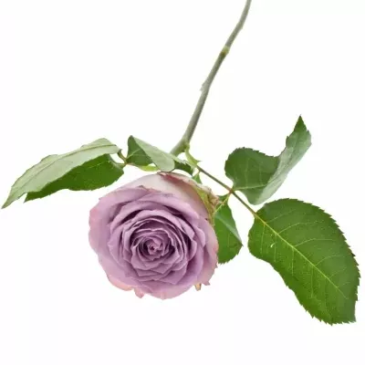 Fialová růže DANCING CLOUDS! 60cm
