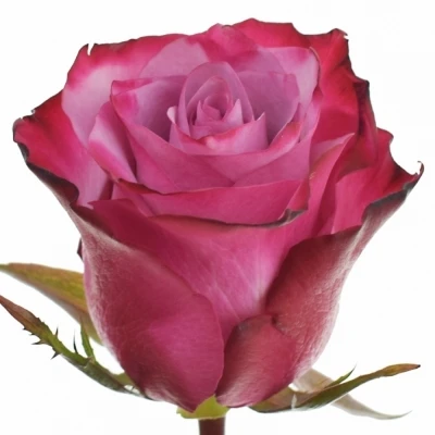 Fialová růže DEEP PURPLE 80cm (XL)