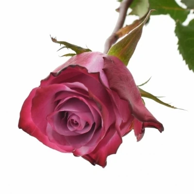 Fialová růže DEEP PURPLE