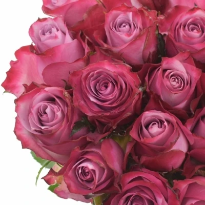 Fialová růže DEEP PURPLE