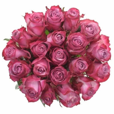 Fialová růže DEEP PURPLE