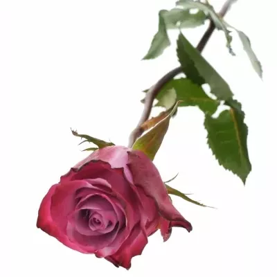 Fialová růže DEEP PURPLE