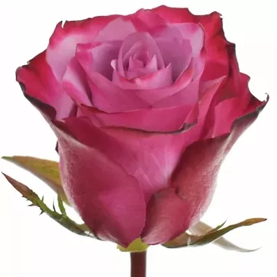 Fialová růže DEEP PURPLE 90cm (XL)