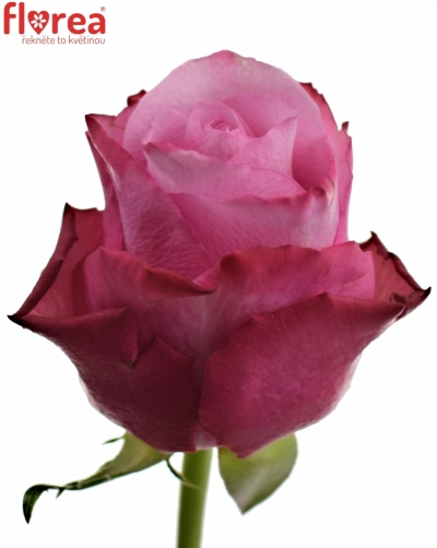 Fialová růže DEEP WATER 60cm (S)