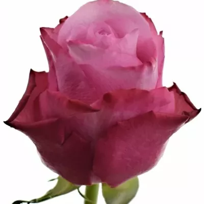 Fialová růže DEEP WATER 60cm (S)