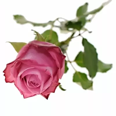 Fialová růže DEEP WATER 80cm