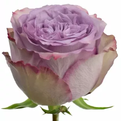 Fialová růže DOLCETTO! 70cm