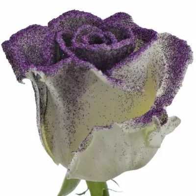 Fialová růže GLITTER  PURPLE 60cm (L)