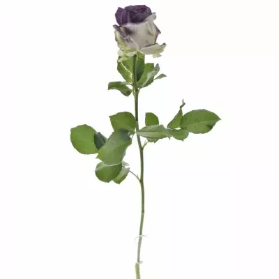 Fialová růže GLITTER  PURPLE 60cm (L)