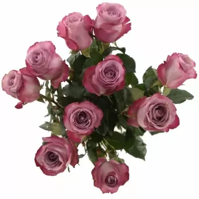 Fialová růže GLOBAL WATER 50cm