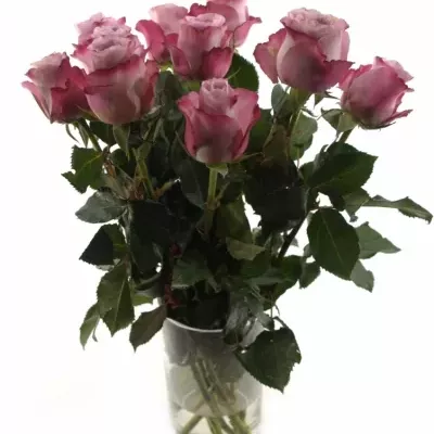 Fialová růže GLOBAL WATER 50cm