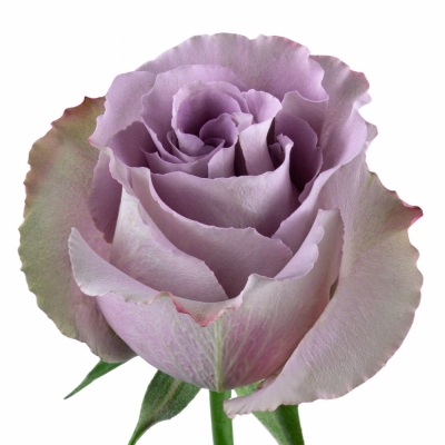 Fialová růže GREY KNIGHTS 