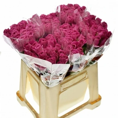 Fialová růže H3O 50cm