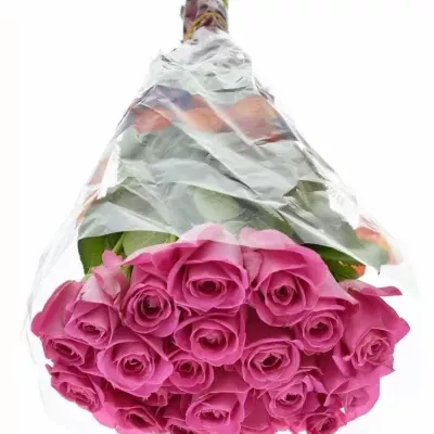 Fialová růže H3O 50cm