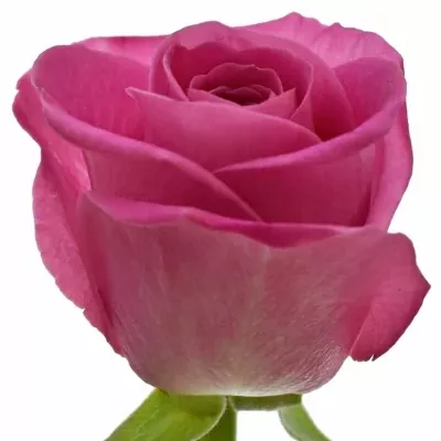 Ružová ruža H3O 50cm (M)